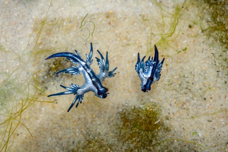ANIMAL con U Descubre el DRAGÓN AZUL PELIGROSO 2 animal con u descubre el dragon azul peligroso