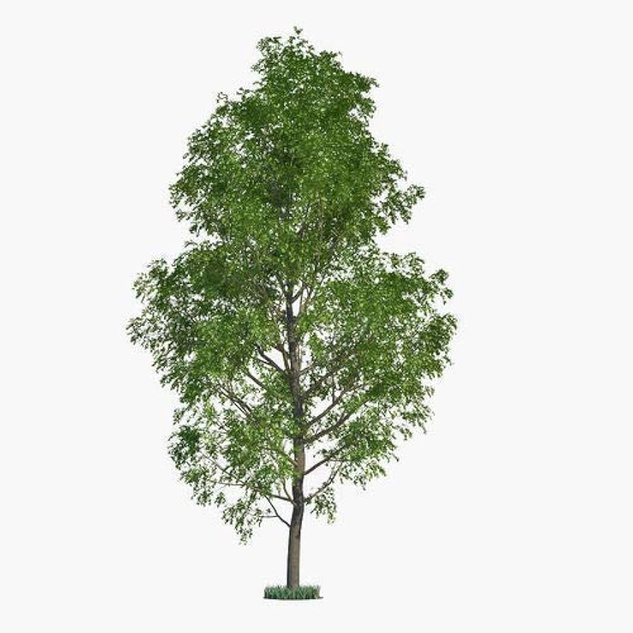 arboles de crecimiento rapido la solucion perfecta