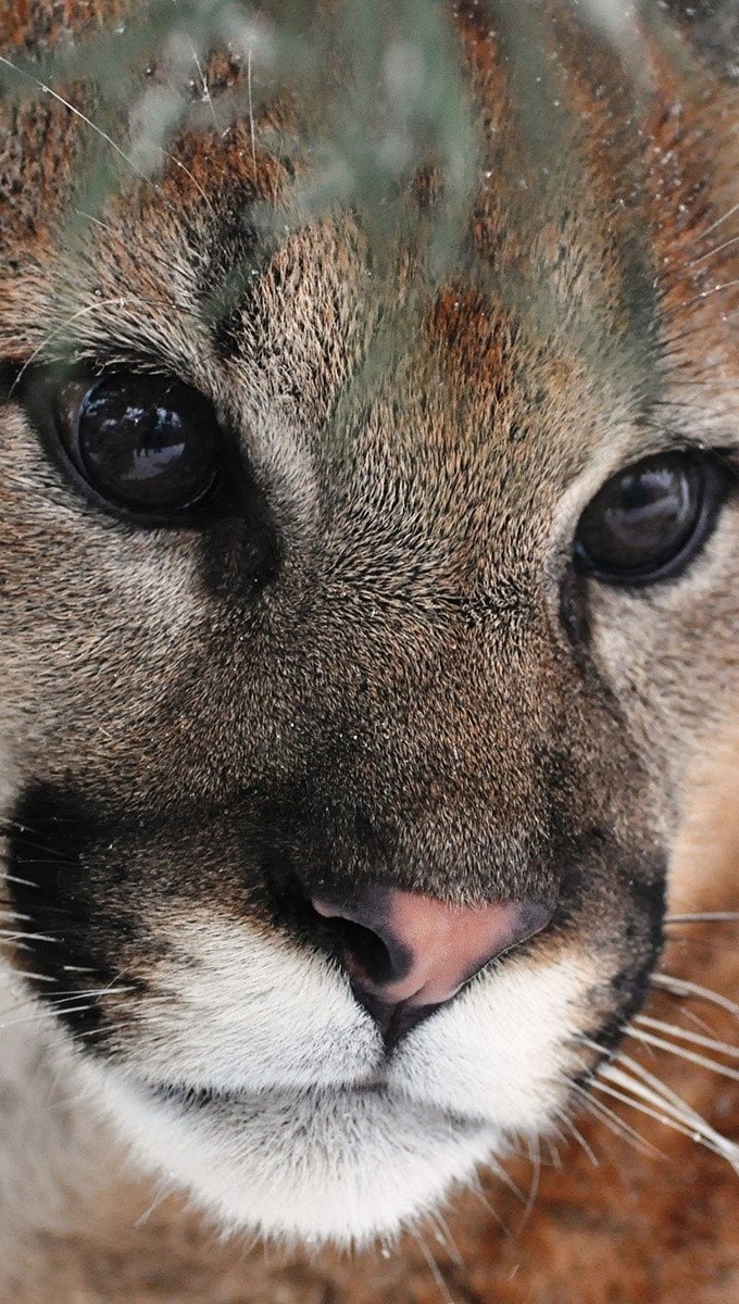 Fondo de Pantalla de Puma: ¡DESCUBRE Cómo CAMBIARLO! 2 fondo de pantalla de puma descubre como cambiarlo