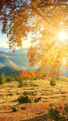 Fondo de Pantalla Naturaleza: ¡Descubre la Belleza del Sol! 2 fondo de pantalla naturaleza descubre la belleza del sol