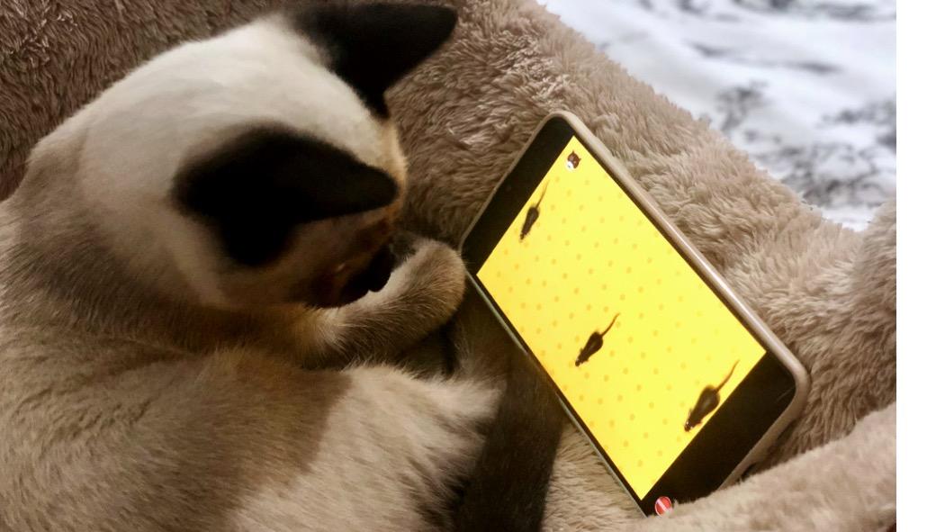 JUEGOS PARA GATOS EN EL CELULAR: ¡Descubre los MEJORES! 2 juegos para gatos en el celular descubre los mejores