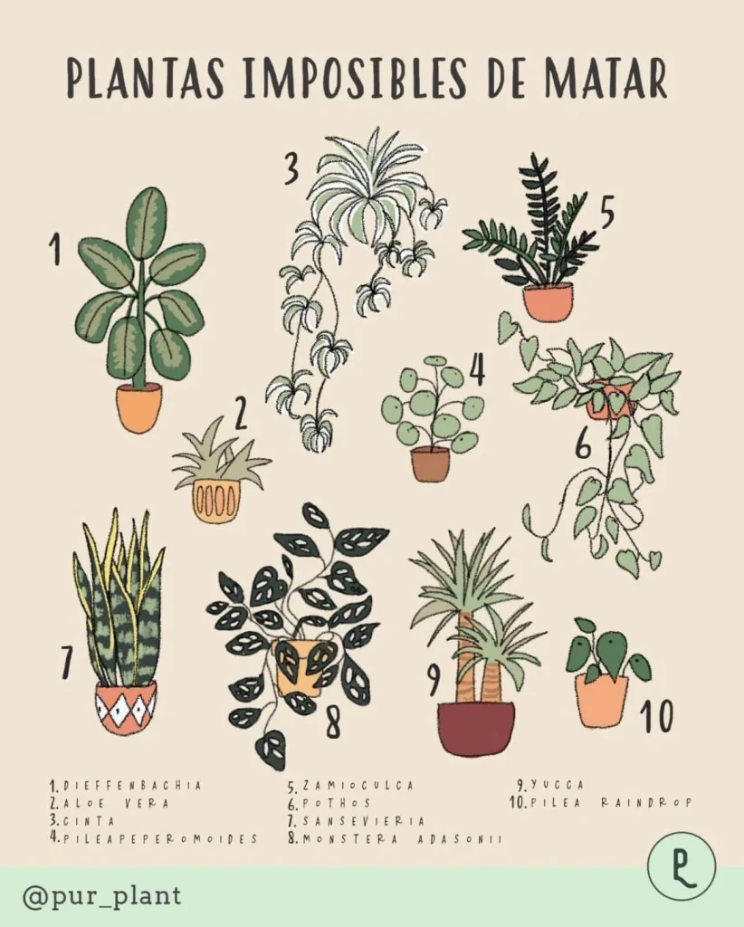 Planta P: ¡Descubre fácilmente qué planta es y sus cuidados! 2 planta p descubre facilmente que planta es y sus cuidados