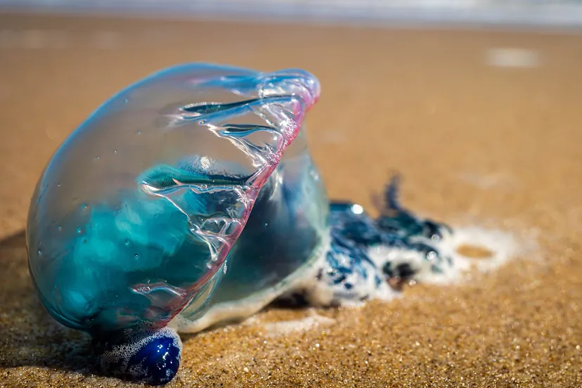 PLAYAS CON MEDUSAS: Descubre si hoy son seguras para nadar 2 playas con medusas descubre si hoy son seguras para nadar